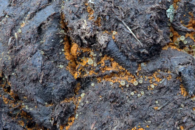 Cheilymenia pulcherrima 1 - Sustrato